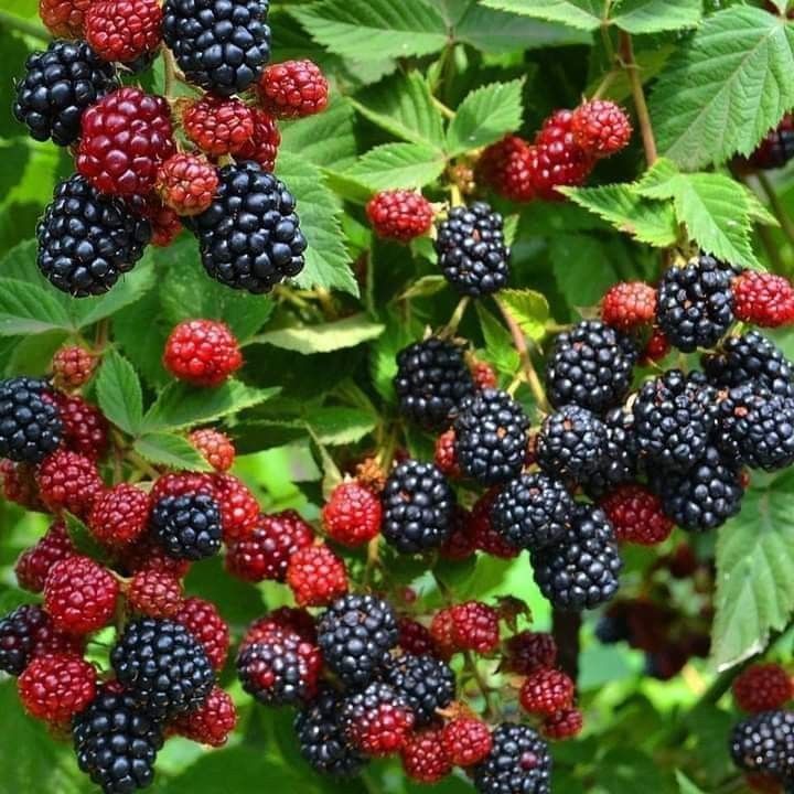 Гідролат Ожини