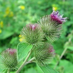 Łopian większy – właściwości lecznicze, zastosowanie, sposób użycia