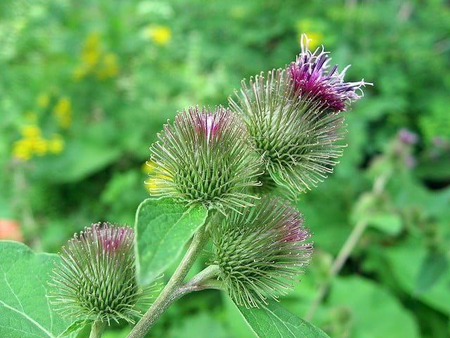 Гідролат Лопуха