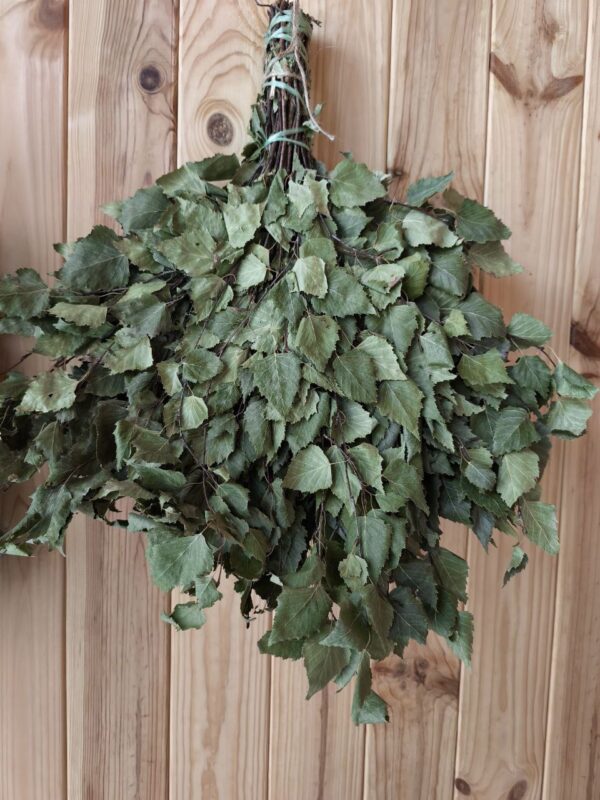 Банний віник з берези